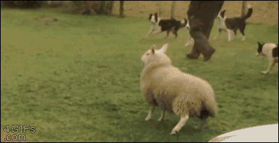 dog GIF