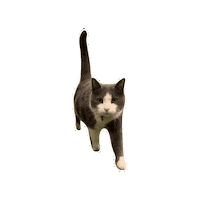 Pattythecat Sticker by RecPro