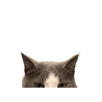 Pattythecat Sticker by RecPro