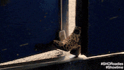 on the road lol GIF by Showtime