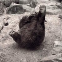 Playing Brown Bear GIF by John Ball Zoo