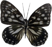butterfly STICKER