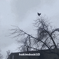 Shocked GIF