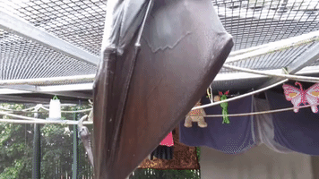 Cute Bat Shows Off Stretchy, Amazing Wings