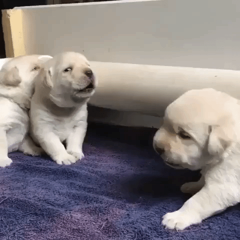 3-Week-Old Labrador Puppies Learn to Howl