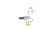 Allie The Ellie Seagull Gull Meeuw Zeemeeuw Ijmuiden Noodzee Spingen Jump Blij Sticker by Allie the Ellie