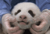 San Diego Zoo Lol GIF by San Diego Zoo Wildlife Alliance