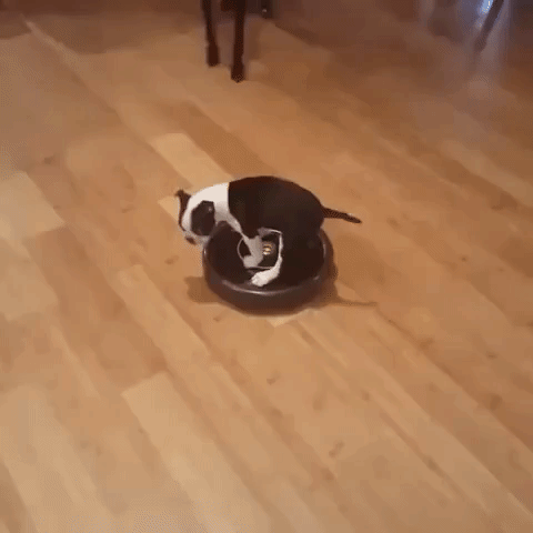 Puppy Goes For a Ride on Roomba