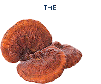 GanoExcelUSA coffee health ganoderma gano excel Sticker