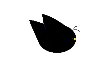 Black Cat Sticker by Cartoon Network