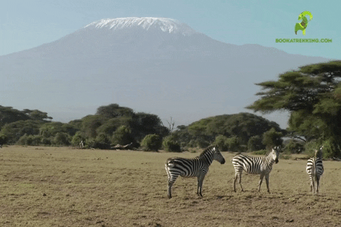 Bookatrekking giphyupload zebra kilimanjaro bookatrekking GIF