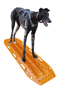 MAXTRAX dog surfing 4x4 greyhound Sticker