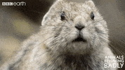 Fight No GIF by BBC Earth