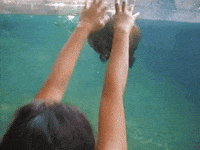 Wave Hello GIF by AFV Pets