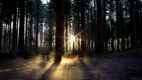 Morning Forest GIF by Living Stills
