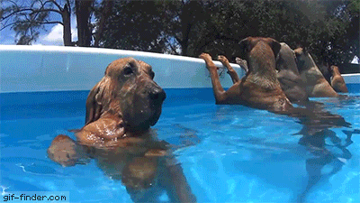 dogs pool GIF