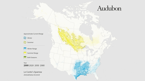 le conte's sparrow GIF by audubon