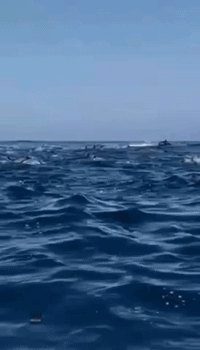 Large Pod of Dolphins Stampede Off Californian Coast