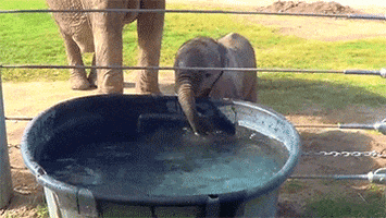 elephant bubbles GIF