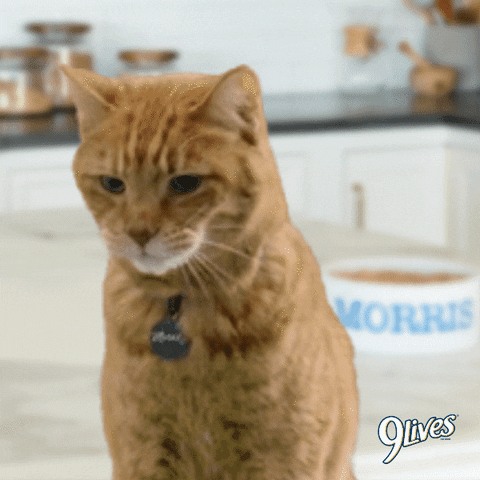 Morristhe9LivesCat giphyupload cat hungry yum GIF