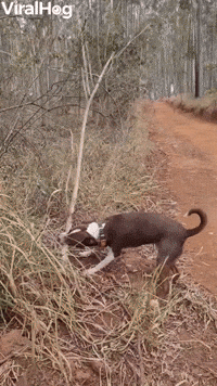 Dog Finds the Best Stick Ever