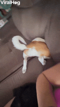 Dog Disappears Between Sofa Cushions 