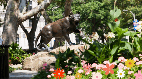GIF by University of Pittsburgh