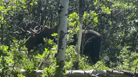 'Massive' Moose Grazes in Park City Backyard