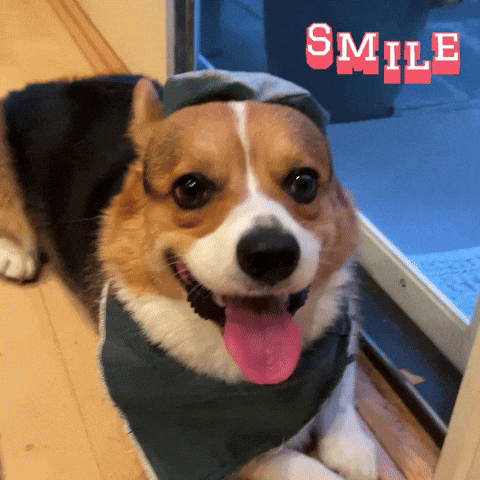 Corgi Smile GIF