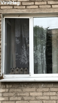 Four Identical Kittens in Window