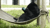 GIF by Animals Asia