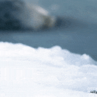 Antarctica GIF by BBC America