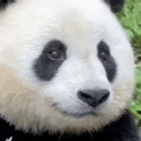 Panda GIF