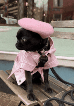 ouionestudio paris pug cute dog oui GIF