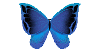 Butterfly Insect Sticker