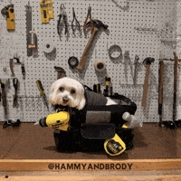 Fathers Day Dog GIF by HammyandBrody