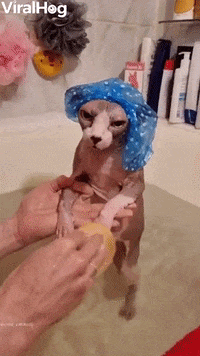 International Cat Day Cats GIF by ViralHog