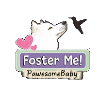 Foster Me Sticker by PawesomeBaby