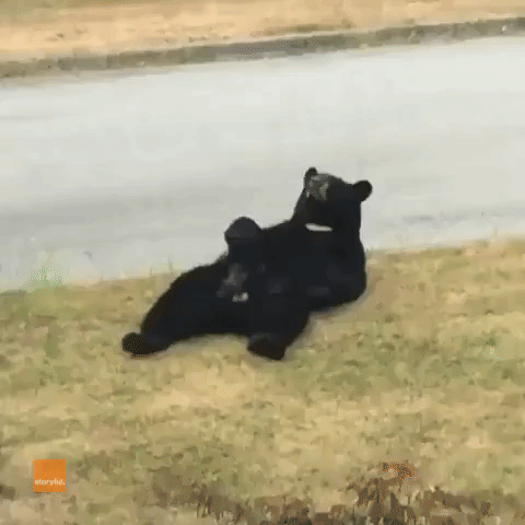 Bear Lounges and Scratches Its Belly in Canada