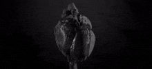 nuclear blast recordings GIF