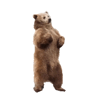 Dancing Bear Party Sticker by Korkeasaari Zoo