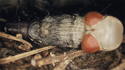 insects GIF by Digg