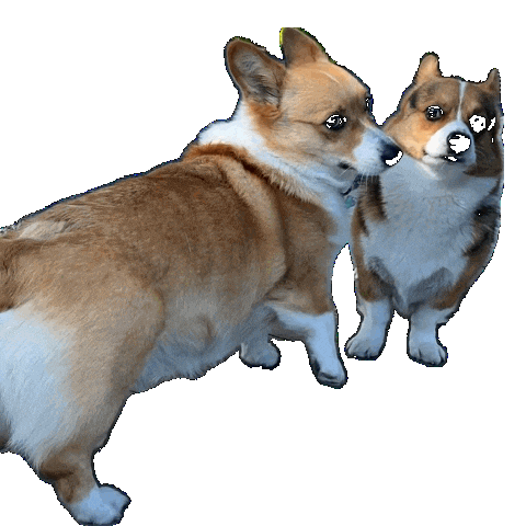 Dog Corgi Sticker