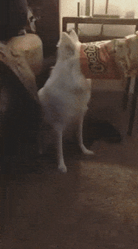 dog bag GIF