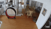 going nowhere my life GIF by Nest