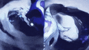 League Of Legends Wolf GIF