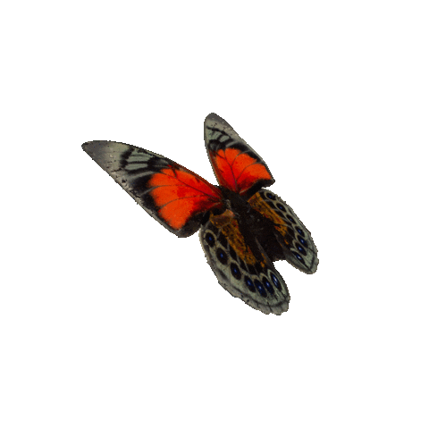 michaeldamnitz giphyupload butterfly schmetterling michaeldamnitz Sticker