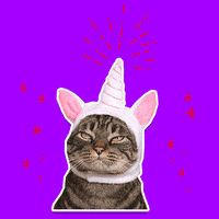 cat GIF