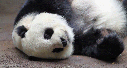 Licking Panda Bear GIF