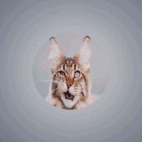 cat blender GIF